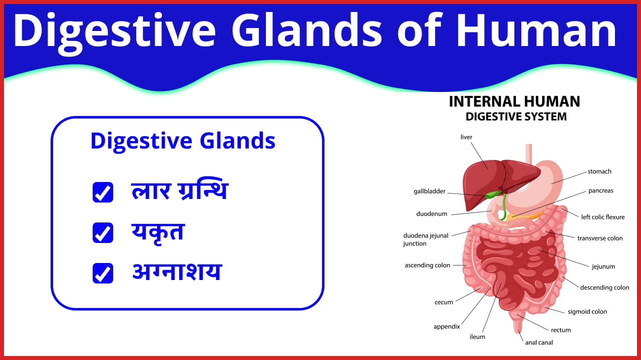 Digestive Glands 