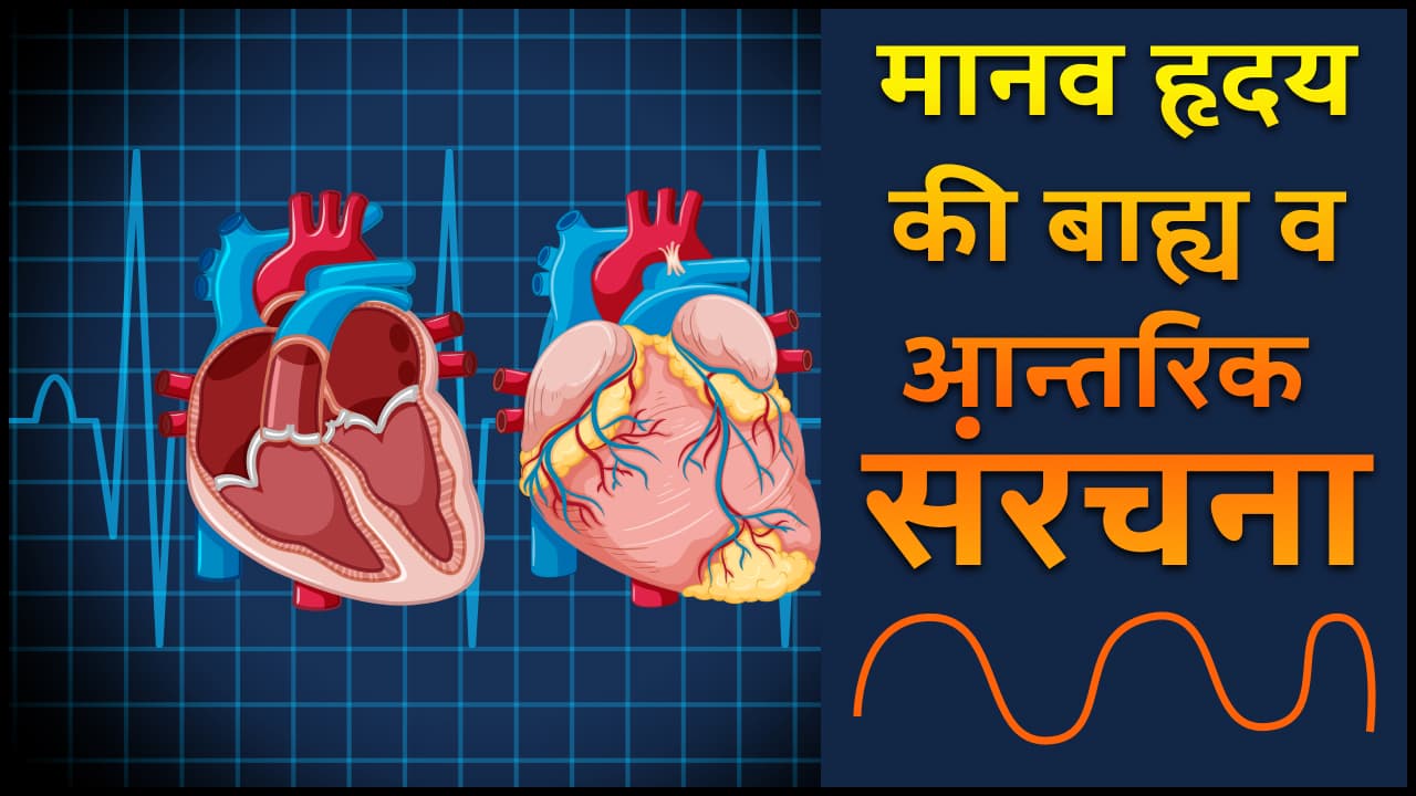 Circulatory System of Human