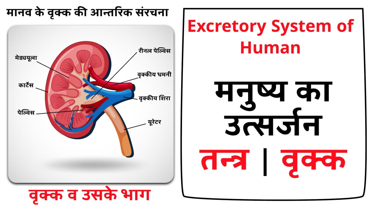 Excretory System of Human